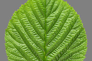 Bundle of isolated green leaves, a Nature Photo by Anatoliy Sadovskiy (Thumbnail 9 of 10)