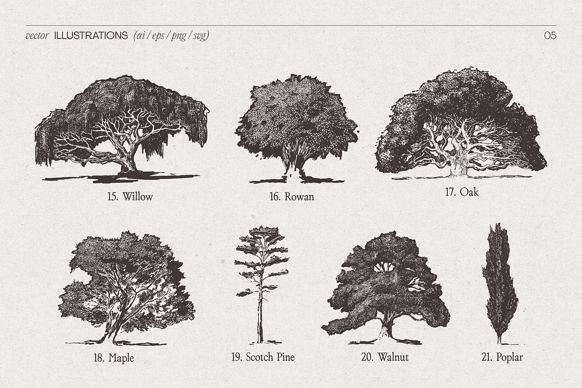 High Detail Tree Sketches Collection, an Object Graphic by TheMountBirdStudio (Photo 6 of 7)