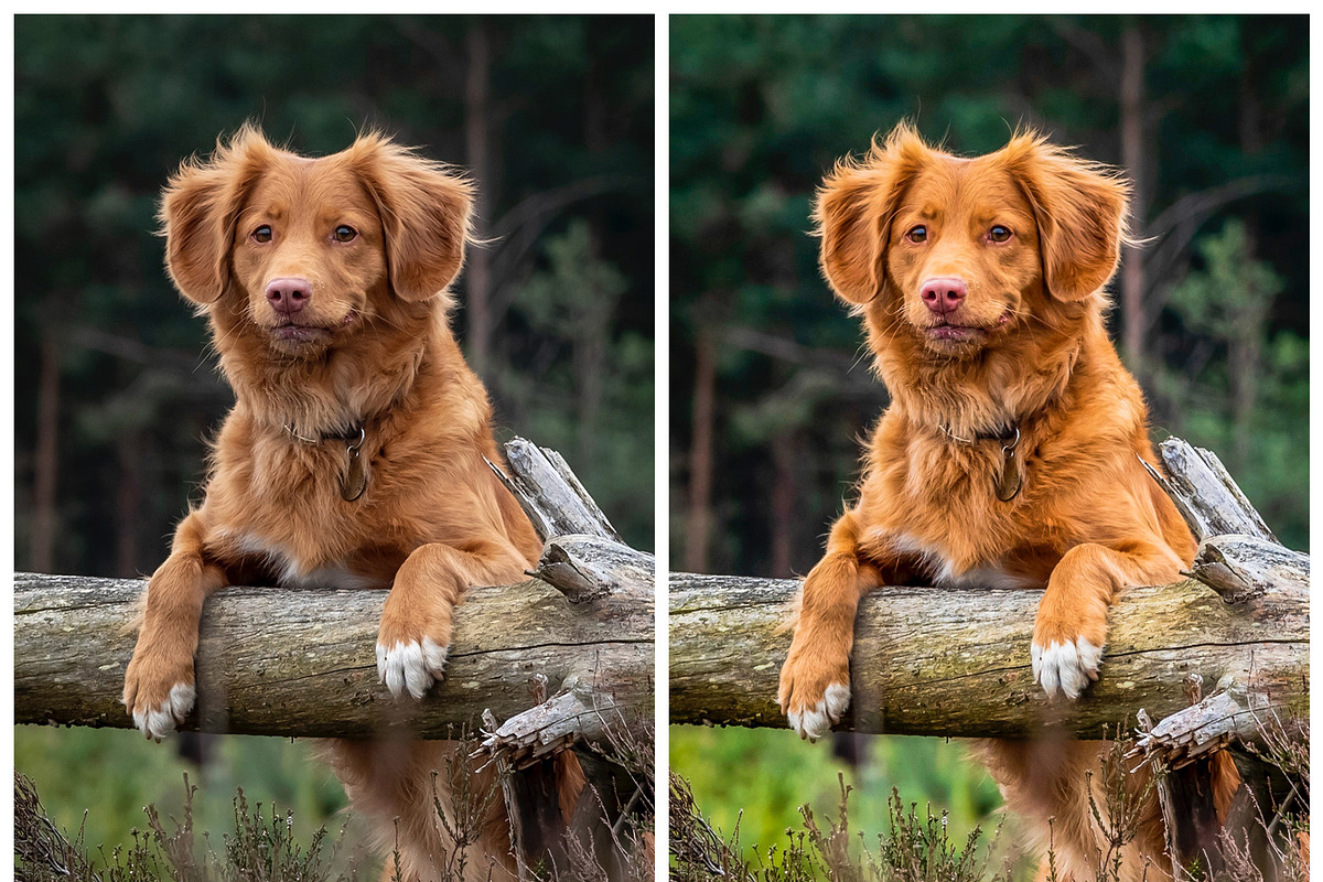 Vibrant Lightroom Presets, a Preset Add-On by artboard1 (Photo 5 of 7)