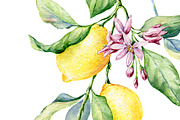 Watercolour Lemons, a Food Illustration by Botanical Art Shop (Thumbnail 2 of 4)