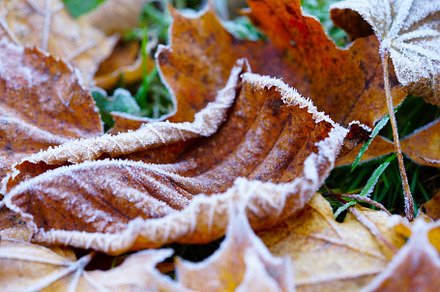 Frost on autumn leaves