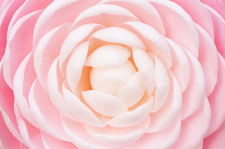 Lovely Pink Ombre Camelia Flower, a Nature Photo by Amanda Hunter Photo