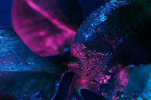 Raindrop leaves natural plant color, a Background Photo by Photo Drive Studio
