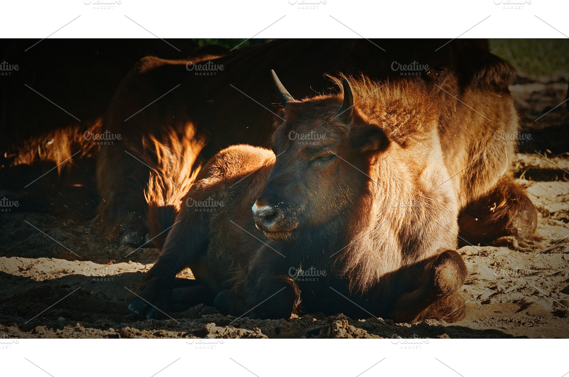 A European Bison Or Bison Bonasus, an Animal Photo by Our Amazing World