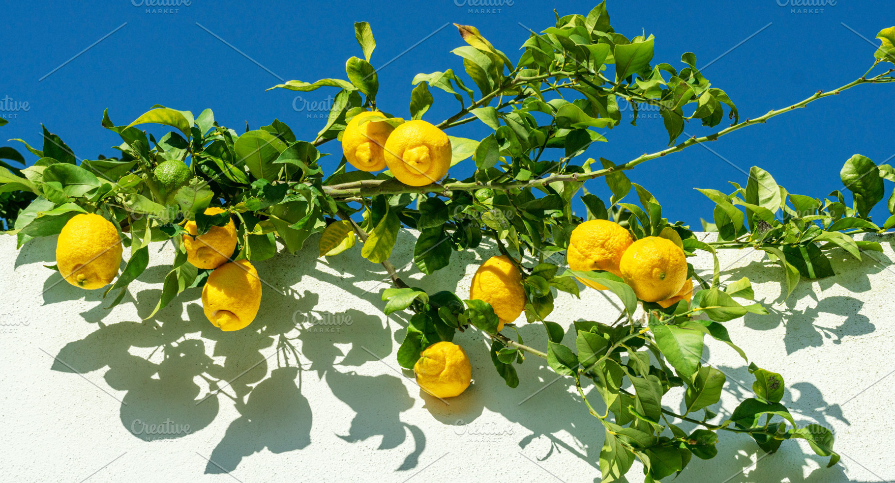 Ripe lemon fruits on lemon branch, blue sky and white wall of th, a Food & Drink Photo by Volff