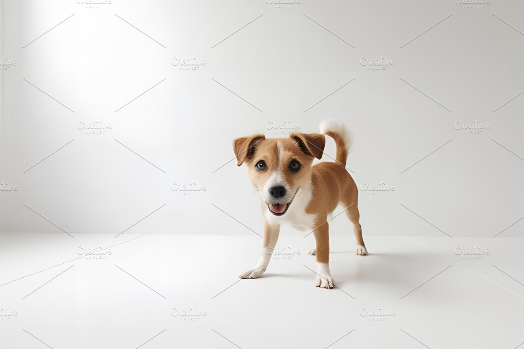 Dog still life photograph, an Animal Photo by ComfortQ