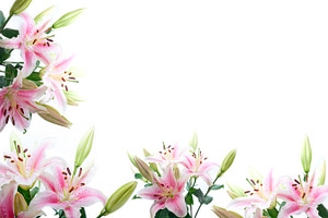 Lily flowers featuring flower, white, and lily
