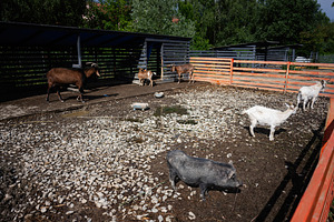 Farm enclosure with goats and a pig during a sunny day outdoors, a Photo by AS photostudio