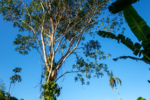 Rainforest in the Cuyabeno reserve, Ecuador, a Photo by GoodGoods