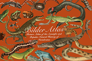 Vintage Vertebrate Animal Atlas, an Object Graphic by Lilithcollageart (Thumbnail 1 of 14)