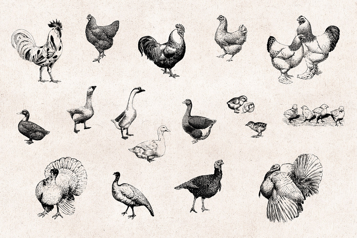 Farm Animals Engravings Set, an Object Graphic by Graphic Goods (Photo 2 of 5)