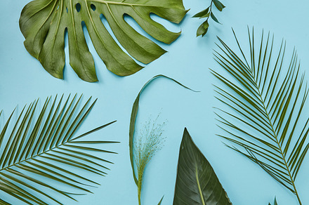 Green leaves isolated featuring green, leaf, and palm, a Nature Photo by Yaroslav Danylchenko