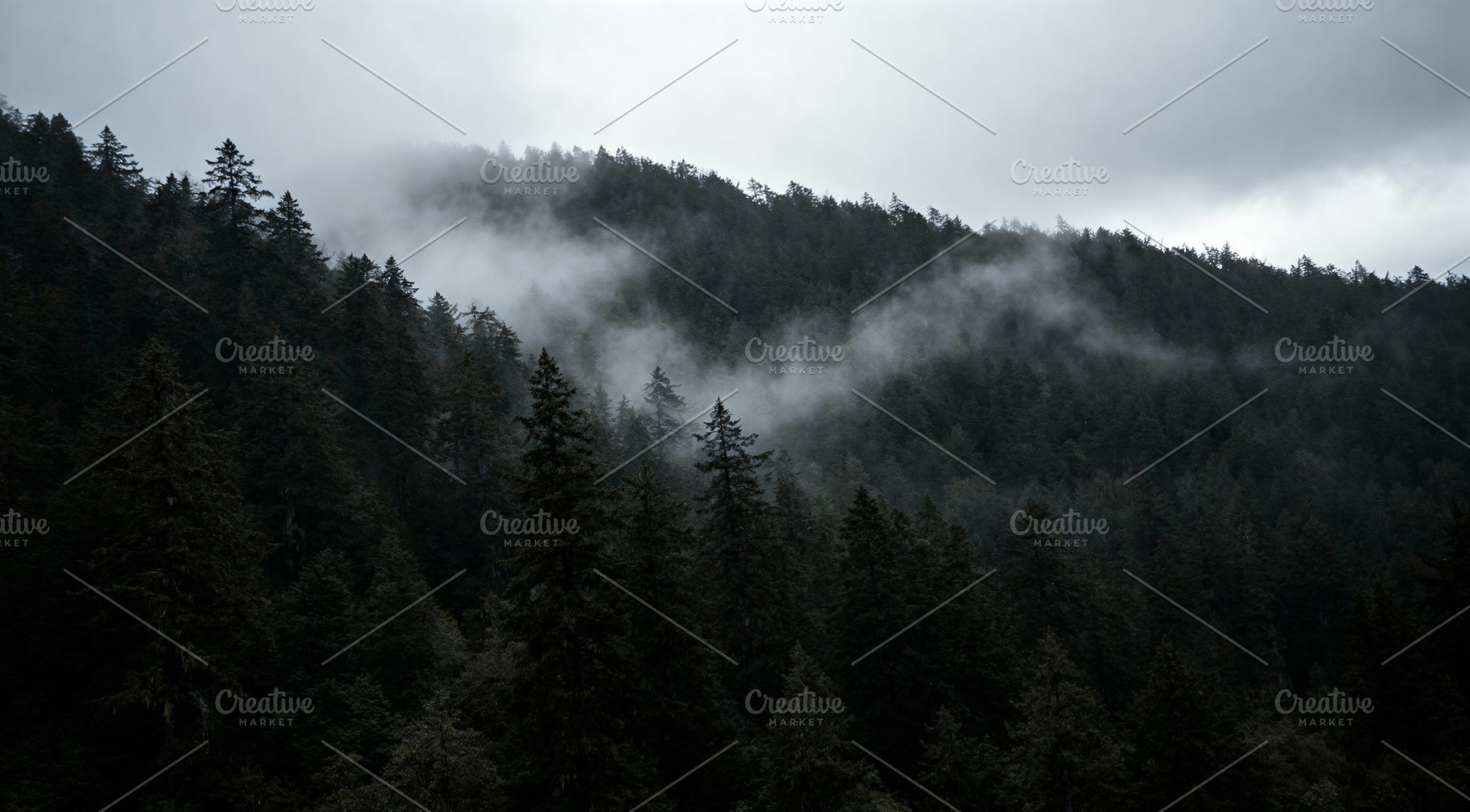 Ethereal Misty Evergreen Forest, a Nature Photo by Virgo Studio