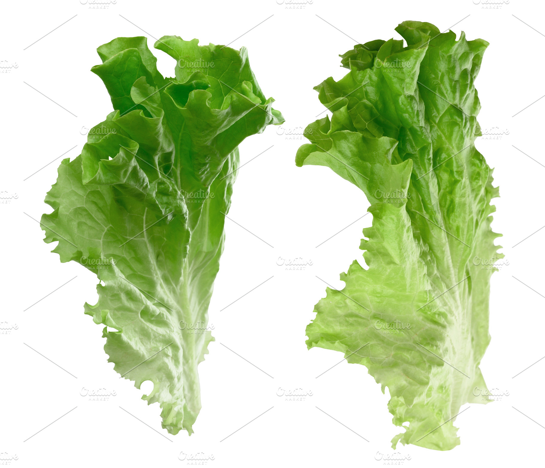 Two fresh green lettuce leaves with a curly texture, healthy eat, a Food & Drink Photo by ndanko