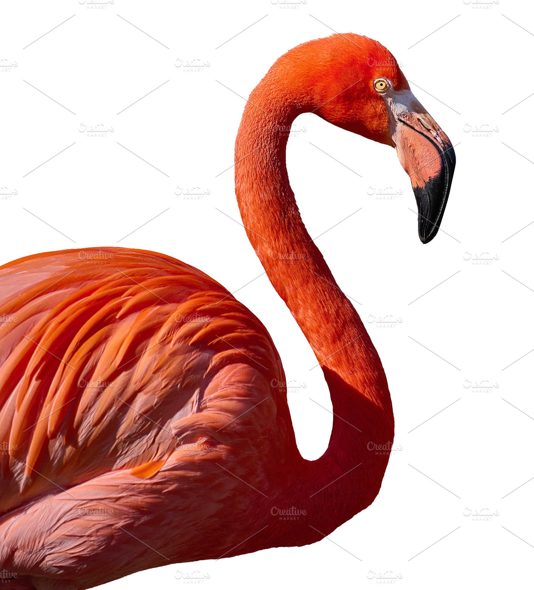 Pink flamingo with a long neck on an isolated background, an Animal Photo by ndanko
