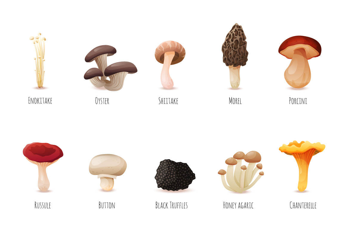 Edible Mushrooms, an Object Graphic by Dashikka