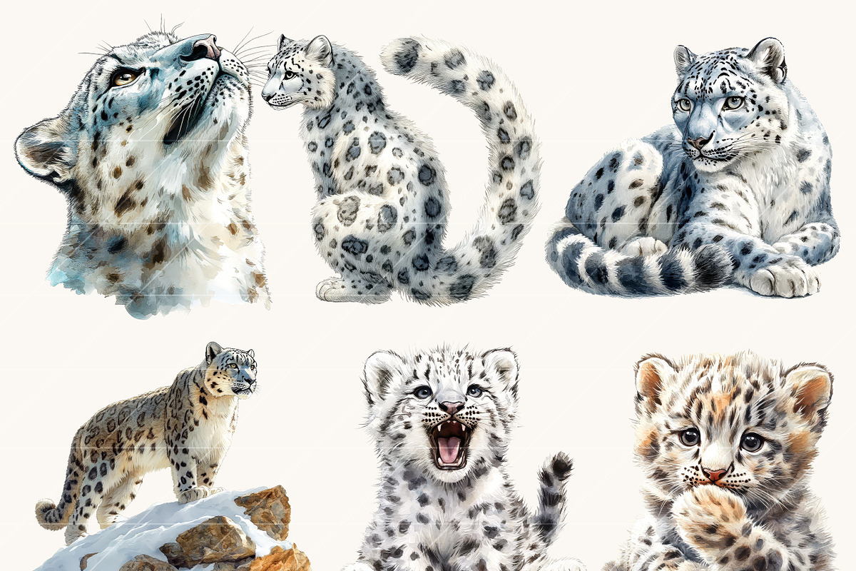 Watercolor Snow Leopard Clipart, an Animal Illustration by Design Scotch (Photo 4 of 8)
