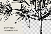 Spring Wildflower Vintage Vector Set, a Seasonal Illustration by Yevheniia (Thumbnail 8 of 9)