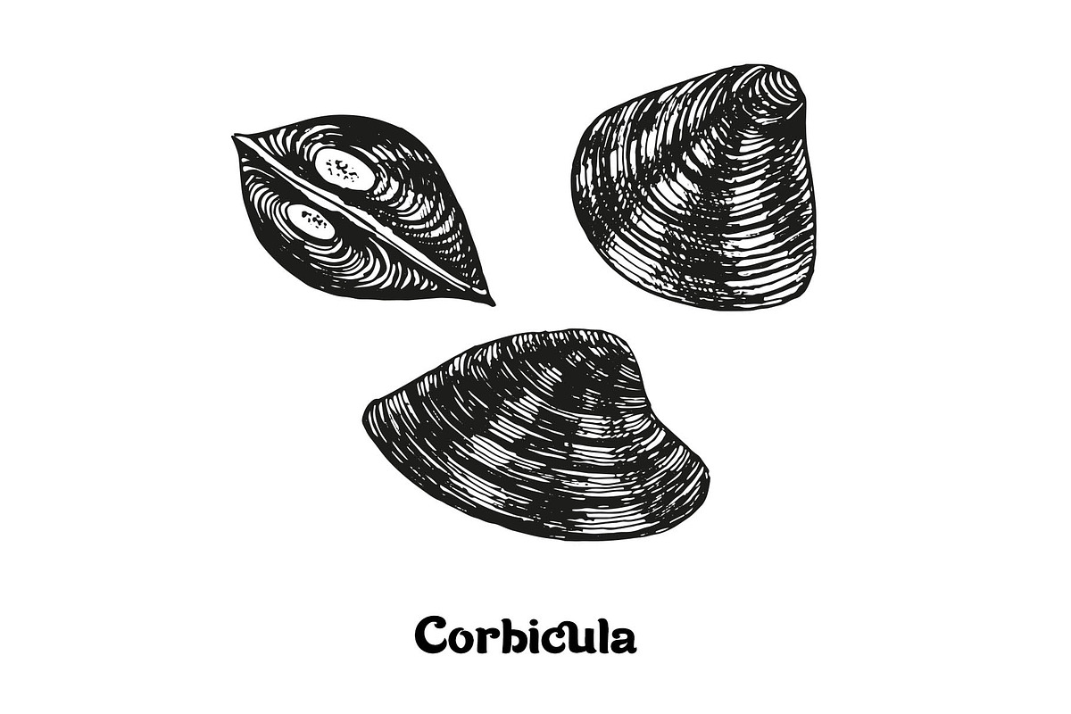 Seafood collection_part 1, a Food Illustration by ZotovShop (Photo 11 of 11)