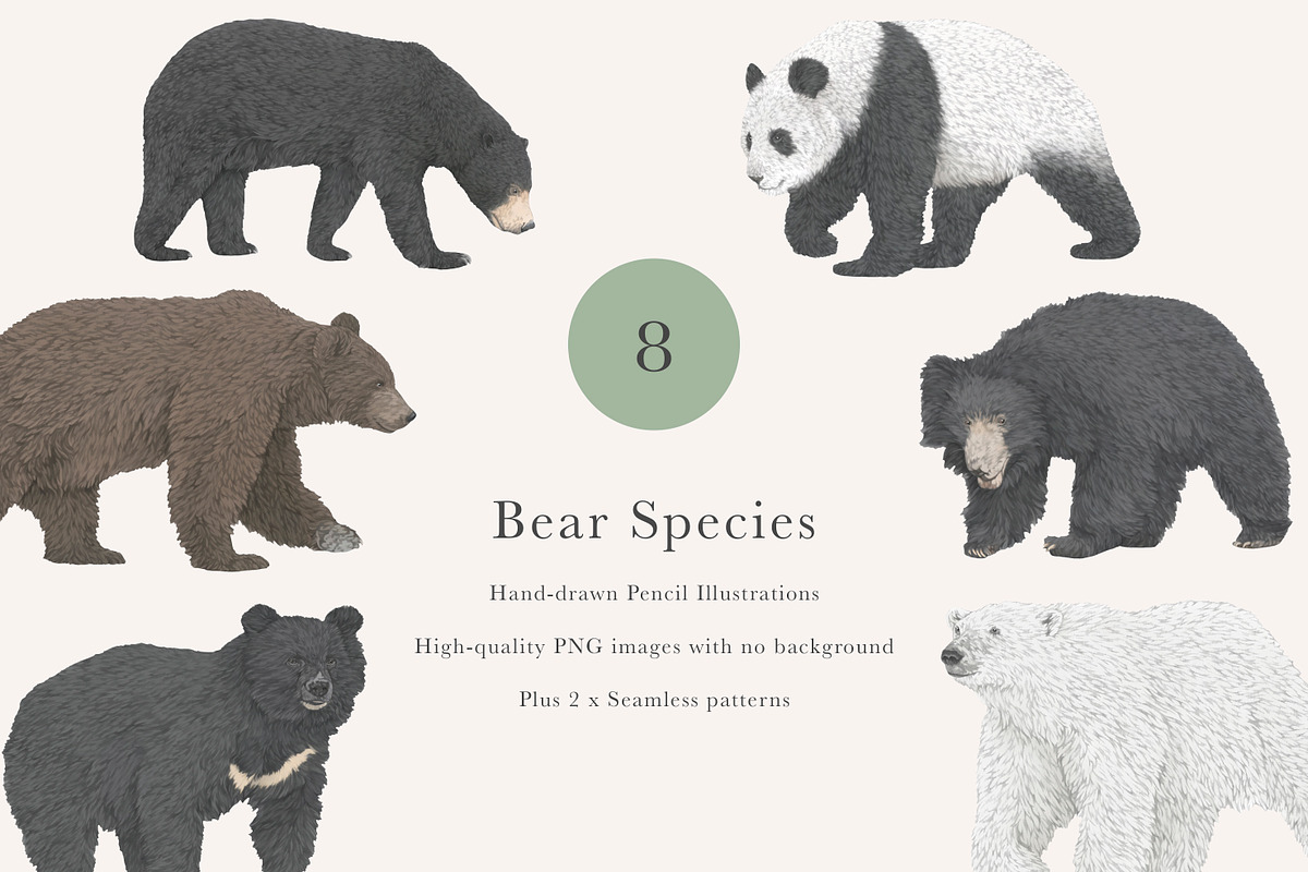 Bear Species Set - Hand-drawn PNGs, an Animal Illustration by LaurenFittonIllustration (Photo 1 of 10)
