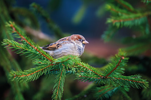 Sparrow sits on a tree branch in the wild, an Animal Photo by Byrdyak