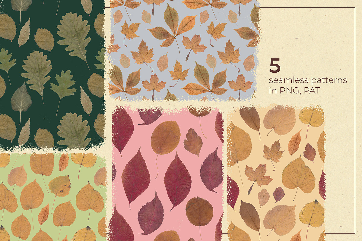 Herbarium: Pressed autumn leaves, a Seasonal Illustration by dlinnaya (Photo 3 of 6)