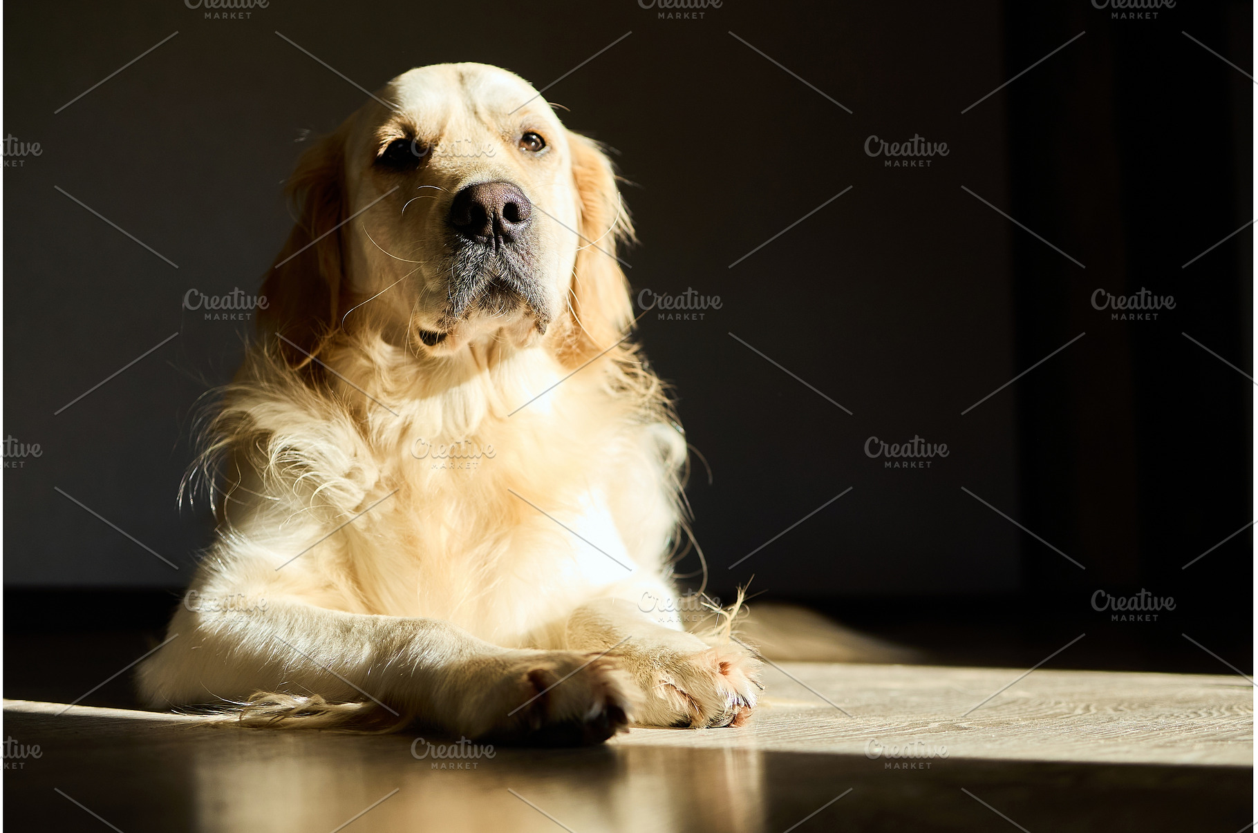 Golden retriever relaxing quietly in, an Animal Photo by IlliaBondarPhotography