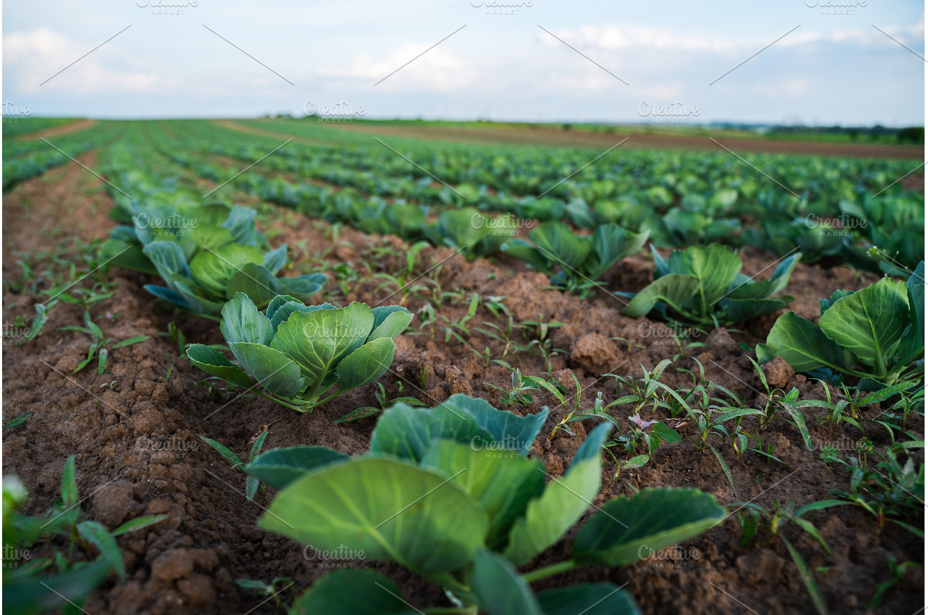 Close perspective of young cabbage, an Industrial Photo by volodymyrshtun13795