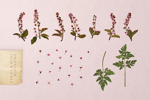 Herbarium Vol. 1: Cherry Blossoms