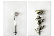 Floral Photography Bundle, a Nature Photo by Creative Moxie Studio (Thumbnail 6 of 7)