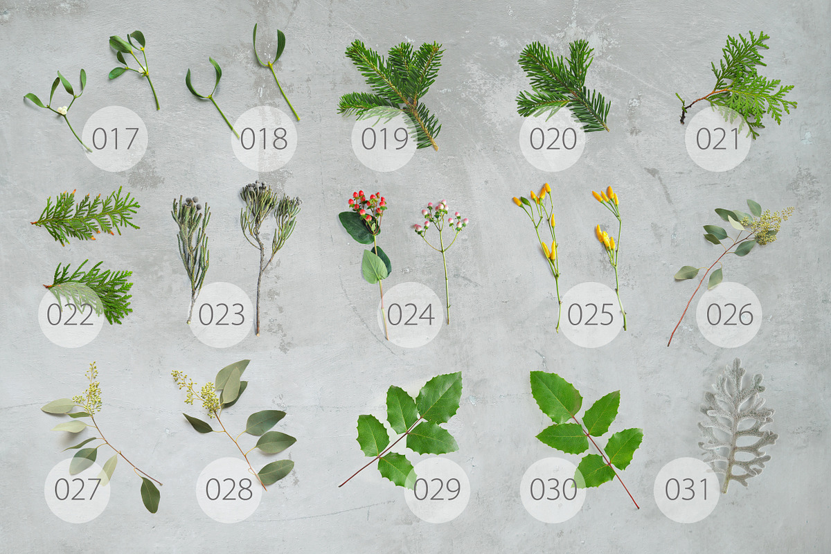 WINTER PLANTS | Scene Creator, a Product Mockup by bariskina (Photo 4 of 5)