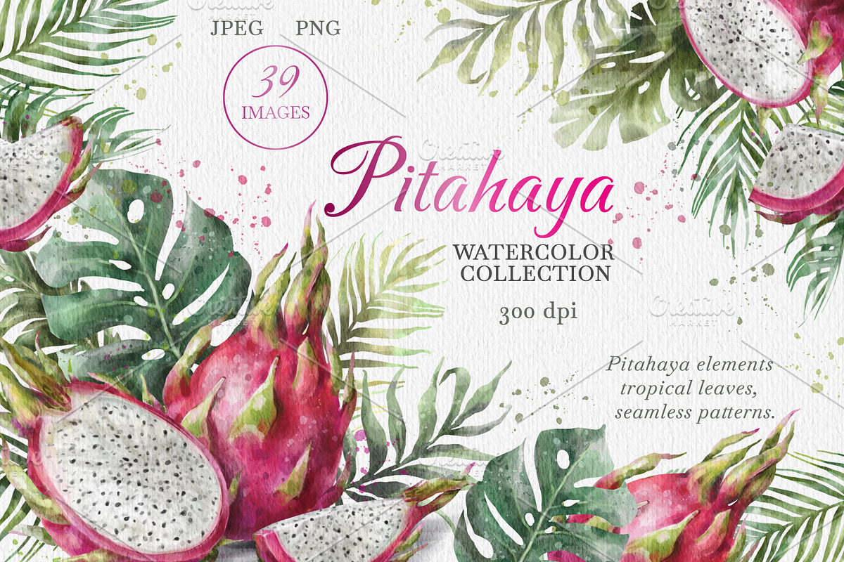 Dragon Fruit Watercolor. Pitahaya., a Decorative Illustration by VetaDesign (Photo 1 of 8)