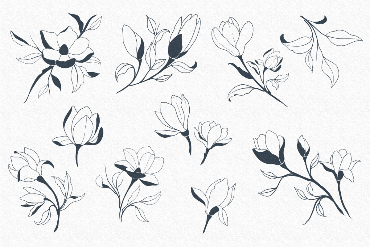 Hand Sketched Magnolia, a Decorative Illustration by Solana (Photo 8 of 10)