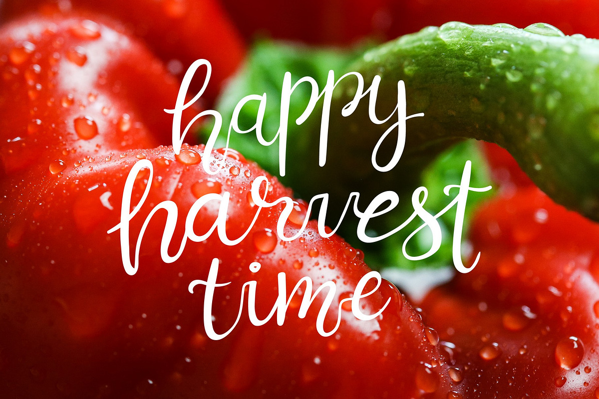 Happy Harvest Vector Illustrations, a Food Illustration by sceptical cactus (Photo 12 of 12)
