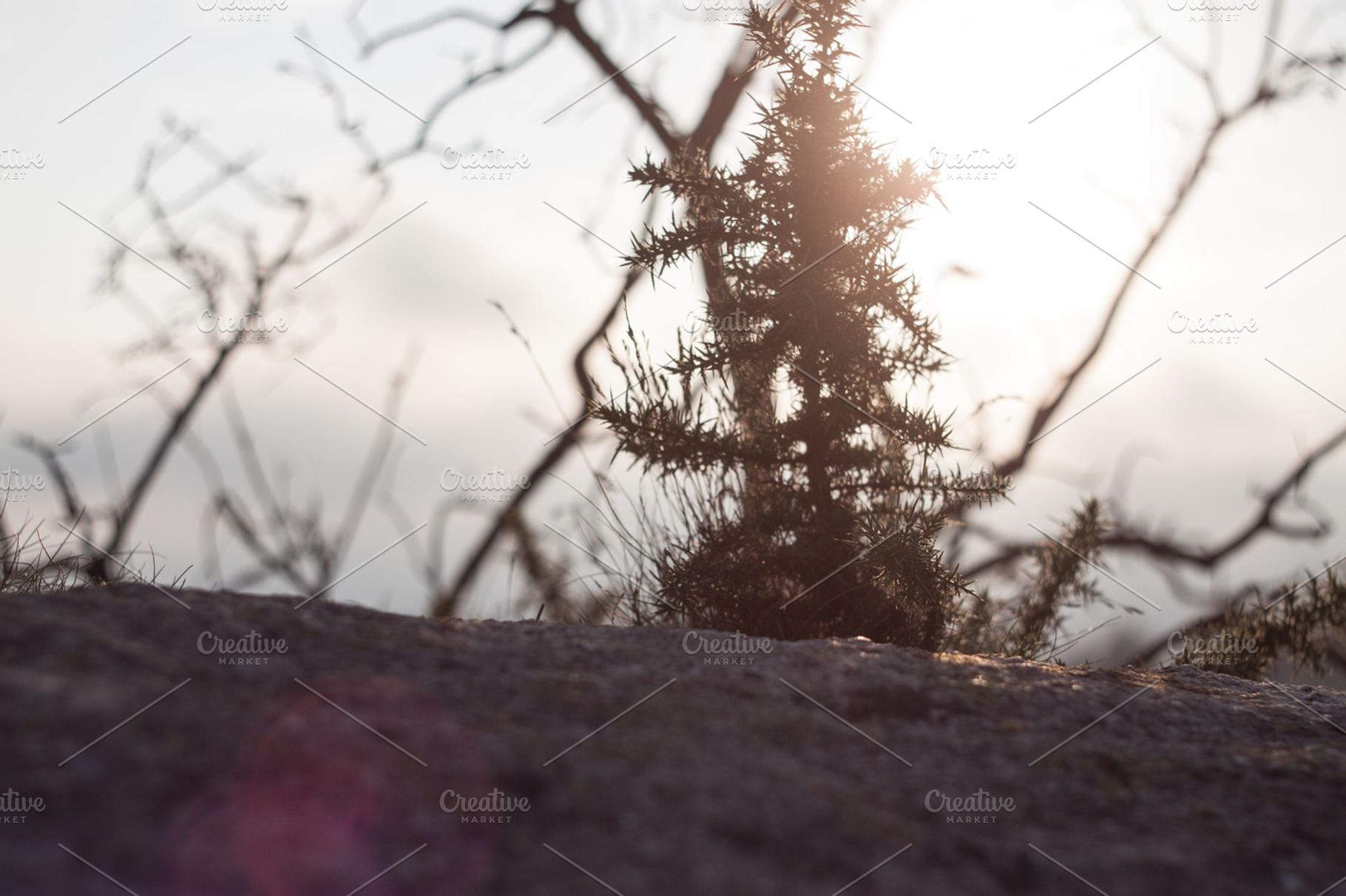 Celestial, a Nature Photo by Noteless Space