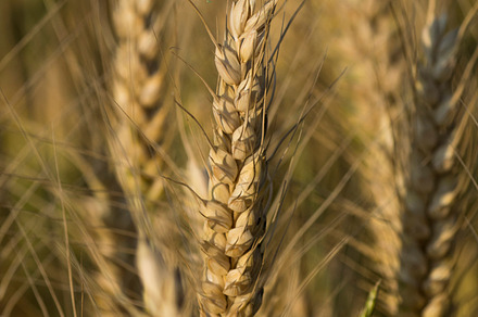 Wheat