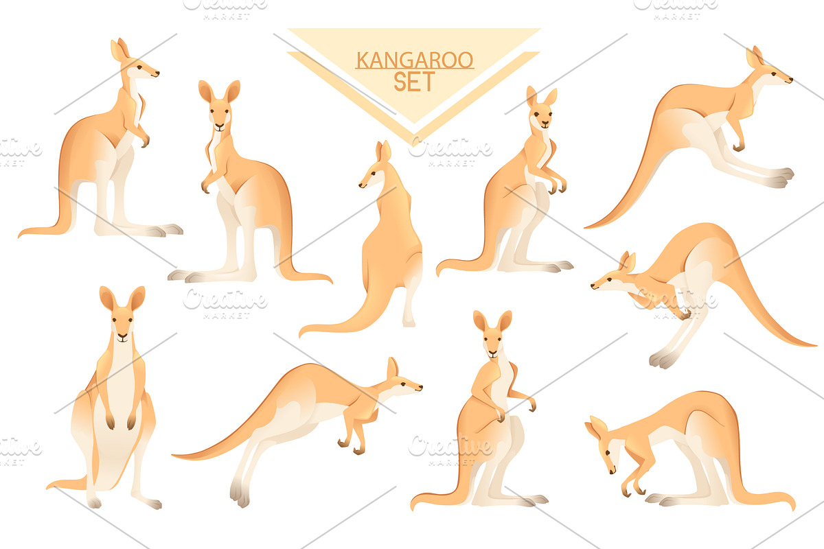 Set of cute adult kangaroo, an Animal Illustration by Alfmaler