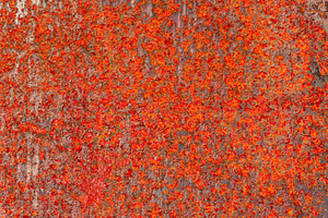 Vivid close-up of a rusted metal surface with intense orange and, a Background Photo by Ales Munt