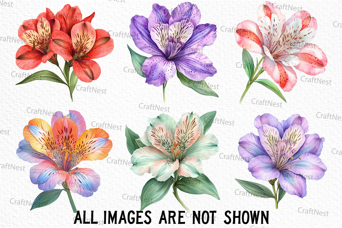 Alstroemeria Flower Watercolor PNG, an Illustration by Craft Nest (Photo 3 of 6)