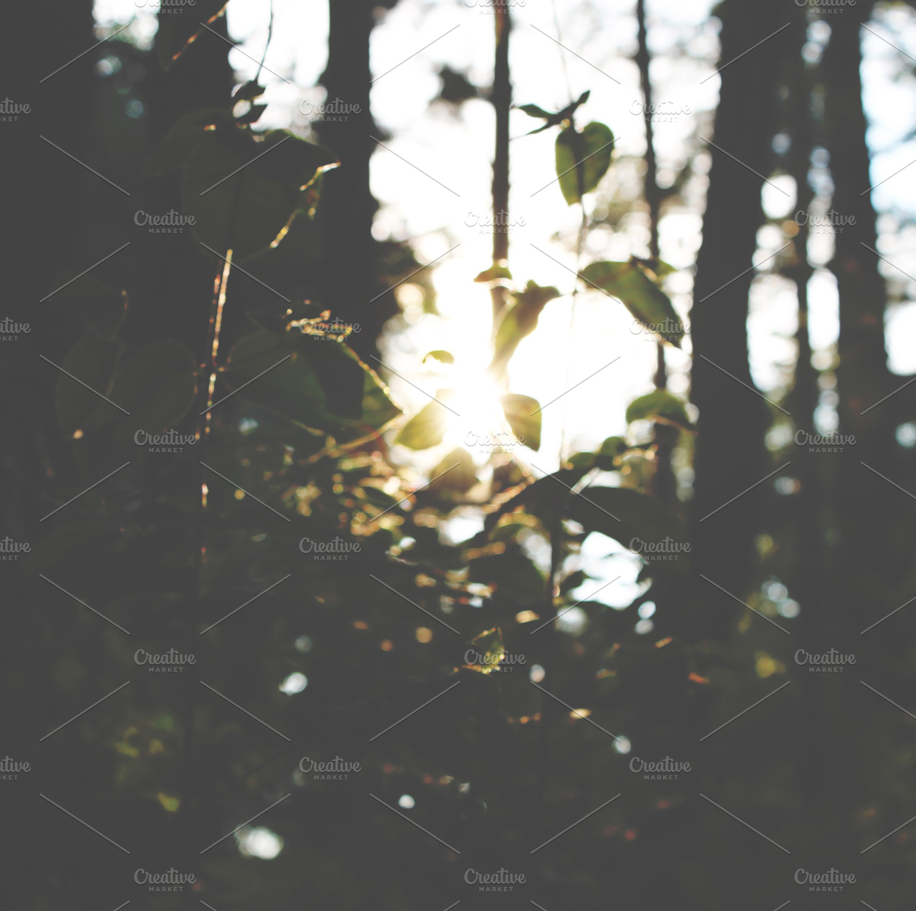 Nature Vortex