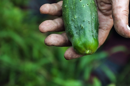 Hand of farmer hold Green cucumber on a branch in a greenhouse., an Industrial Photo by TanaCh