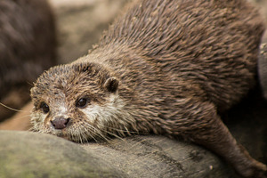 chilling otter