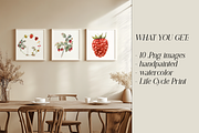 Raspberry Life Cycle Set, an Education Illustration by Tati Bordiu (Thumbnail 2 of 4)