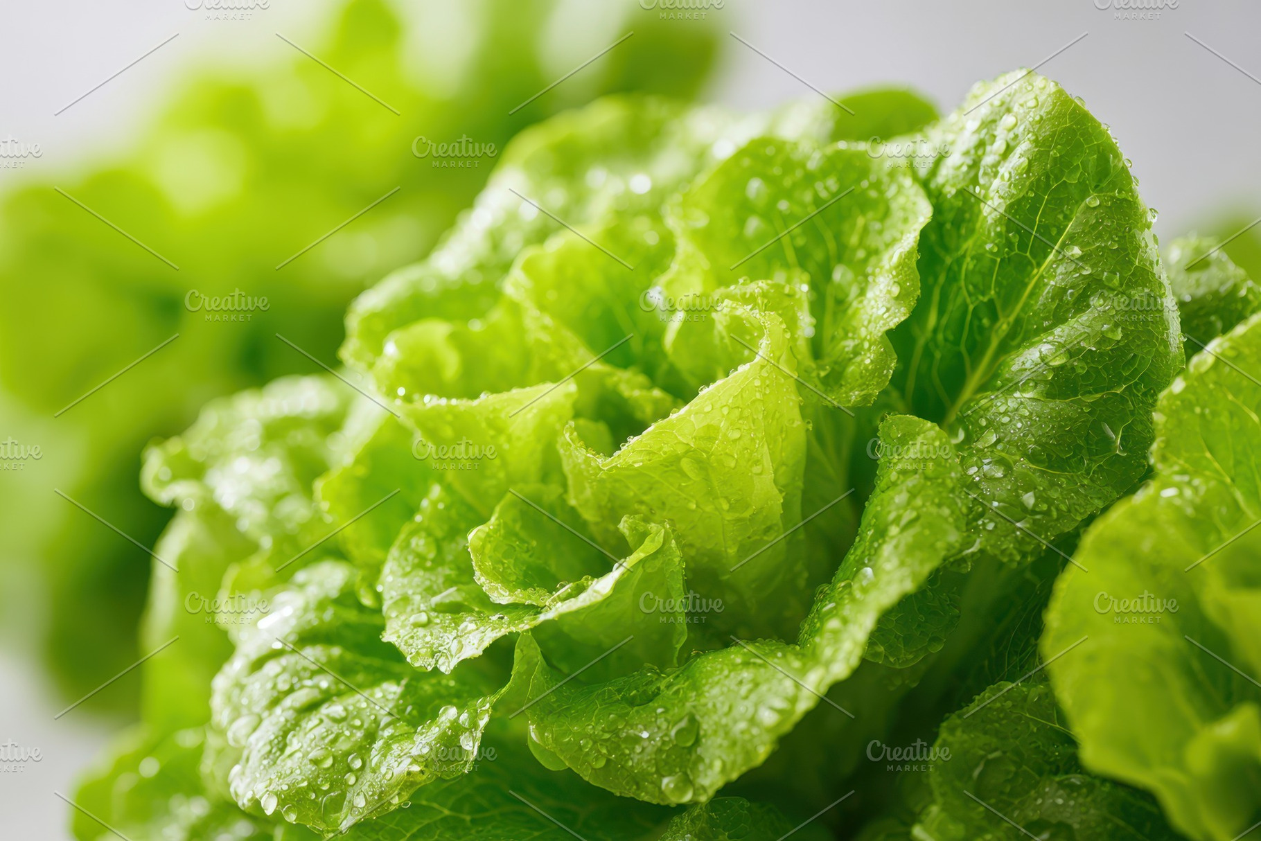 Fresh green lettuce leaves with water droplets, a Food & Drink Photo by AlyaAnd