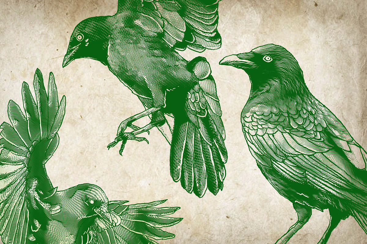 Crow Illustration Engraving Pack, an Illustration by Adan F Maruciel (Photo 3 of 5)