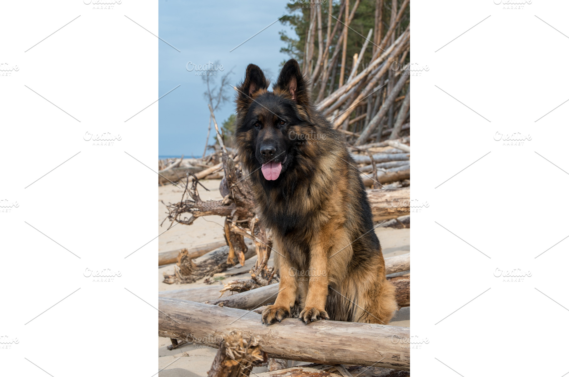 German Shepherd Dog on the beach at, an Animal Photo by COLORFUL