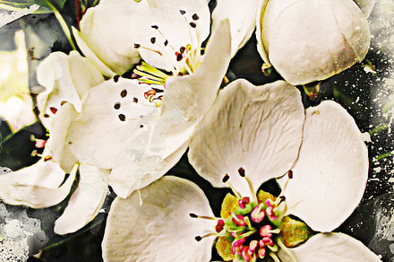 Pear White Flowers - Fine Art Print, a Nature Photo by PSD templates and Photos