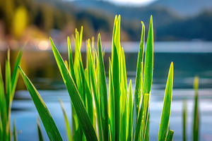 Serene lakeside view with tall grass and blue sky, a Nature Photo by AlyaAnd