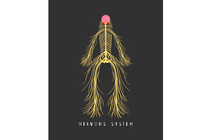 Human central nervous system, an Illustration by Stock-Smart-Start