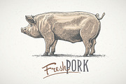 Pigs in graphical style, an Animal Illustration by Countryside life (Thumbnail 9 of 11)